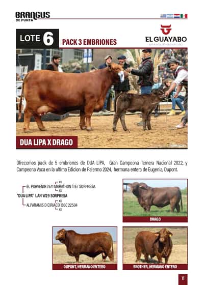 Lote "PACK 5 EMBRIONES ""DUA LIPA x DRAGO"