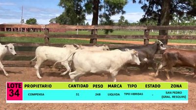 Lote LOTE 34  - 31 VAQUILLAS CBO 1