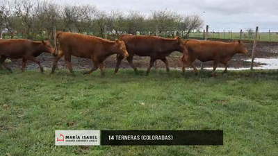 Lote Lote 20 - Terneras