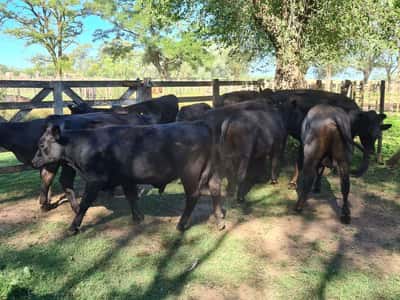 Lote 12 Novillitos en Gral. Lamadrid, Buenos Aires