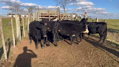 Lote VAQUILLONAS