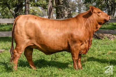 Lote "CABAÑA EL TACURÚ" - TACURU HEMINGWAY DON CIRIACO 139 TE