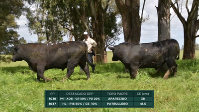 Lote Toros, Treinta y Tres