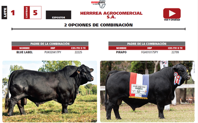 Lote LOTE 1