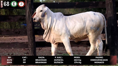 Lote LOTE 68