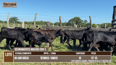 Lote LOTE 8