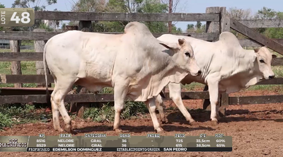Lote LOTE 48
