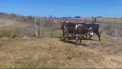 Lote (Vendido)3 Terneras 250kg -  en VIBORAS Y VACAS