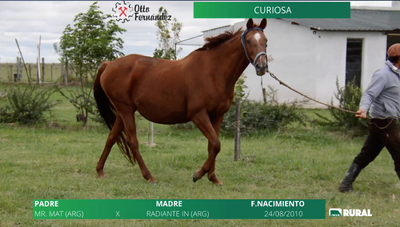 Lote CURIOSA