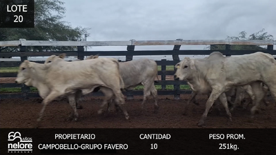 Lote LOTE 20