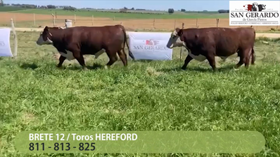 Lote 3 Toros Polled Hereford, Lavalleja