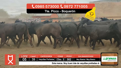 Lote (Vendido)39 Vaquillas Preñadas  382kg - , Boquerón