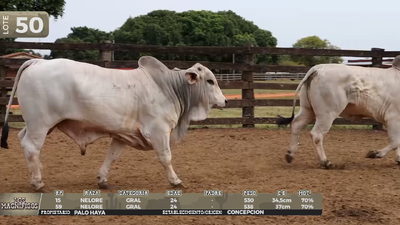 Lote LOTE 50