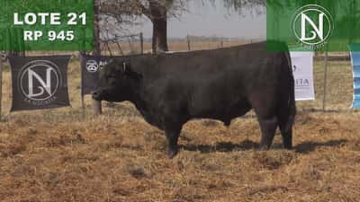 Lote TORO PC ANGUS NEGRO - RP 945