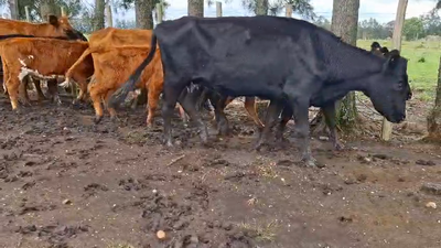 Lote PIEZAS DE CRIA