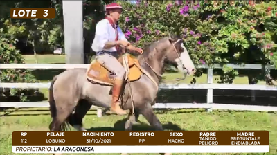 Imagen LOTE 3- BOZAL