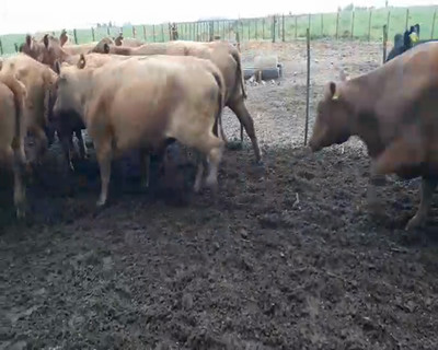 Lote 13 Vacas CUT preñadas en Daireaux, Buenos Aires