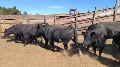 Lote 20 Vaquilla Gorda en Los Ángeles, VIII Región Biobío