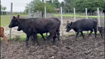 Lote PIEZAS DE CRIA