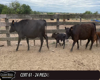 Lote (Vendido)24 Piezas de cría 5AA, 2RA, 2RAxHE, 1RAxLI, 1AAxHO, 1RAxNO 370kg -  en - A 15 KM DE TARARIRAS