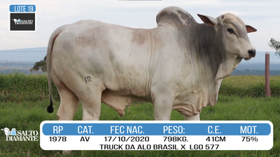 Lote LOTE 19