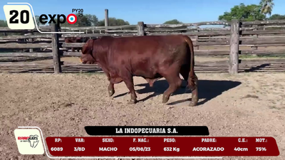 Lote LOTE 20