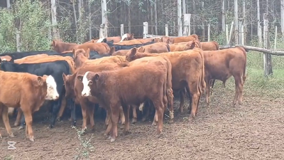Lote TERNEROS