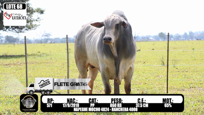 Lote LOTE 68- RP 571