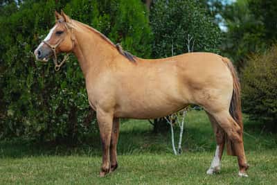 Lote Tobogan Bocina