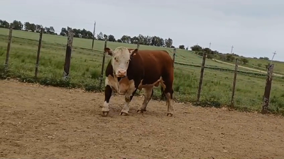 Lote Toros PO HEREFORD en OMBUES DE LAVALLE