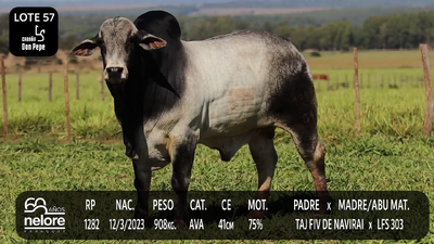 Lote LOTE 57