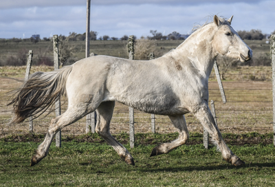 Lote ESTRIBO LA FLECHILLA