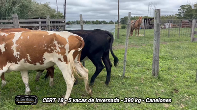 Lote 5 Vacas de Invernada en Piedra del Toro, Canelones