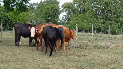 Lote VAQUILLONAS DE INVERNADA