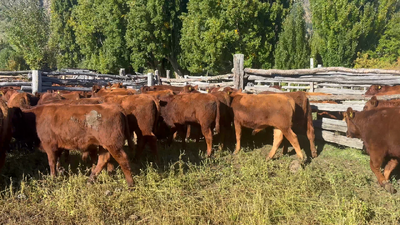 Lote 27 Ternero en Coyhaique, XI Región Aysén