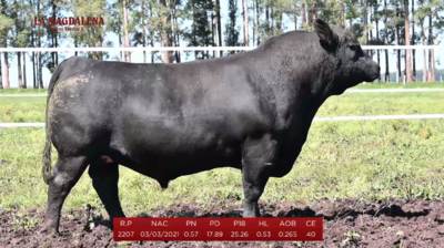 Lote Brete 1 - Angus