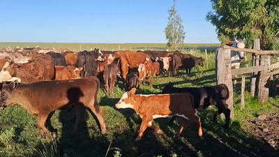 Lote 450 Piezas de cría en Carumbé, Paysandú