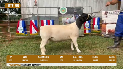 Lote LOTE 96