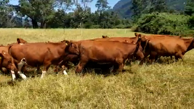 Lote 60 Novillo Engorda en Futrono, XIV Región Los Ríos