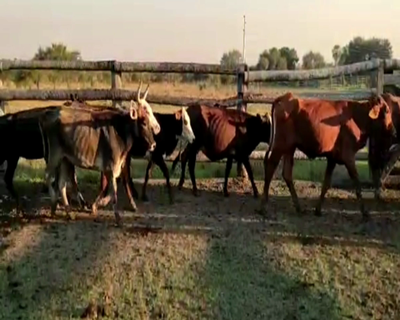 Lote 25 VACAS Y 12 VAQUILLAS