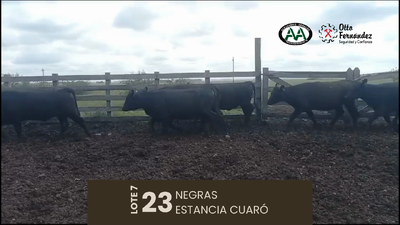 Lote 23 Vaquillonas 1 a 2 años, Artigas