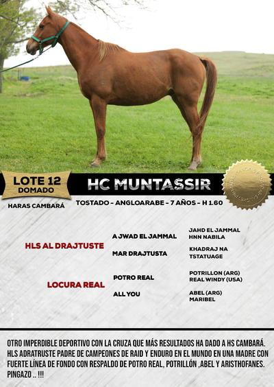 Lote HC MUNTASSIR