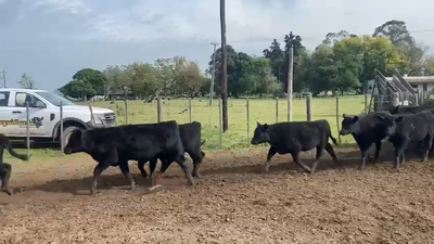 Lote 55 Terneros