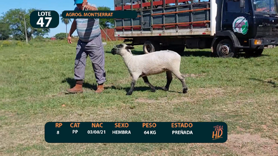 Lote LOTE 47