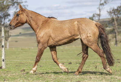 Lote MENTA DEL CEIBAL