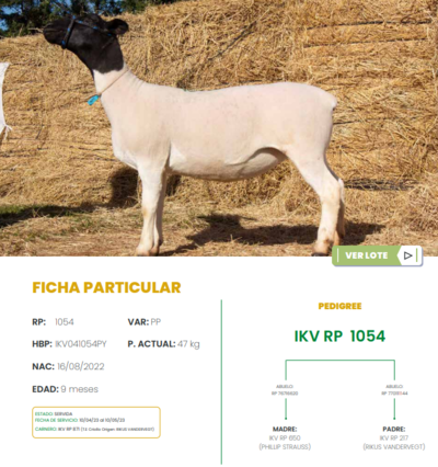 Lote LOTE 43