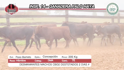 Lote 75 Desmamantes machos HIBRIDAS 205kg -  en Paso Barreto