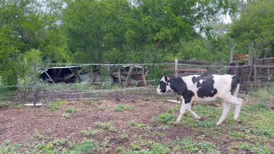 Lote TERNEROS