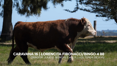 Lote LORENCITA FIBONACCI /BINGO-4 88