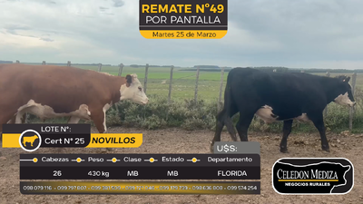 Lote 26 Novillos en Florida